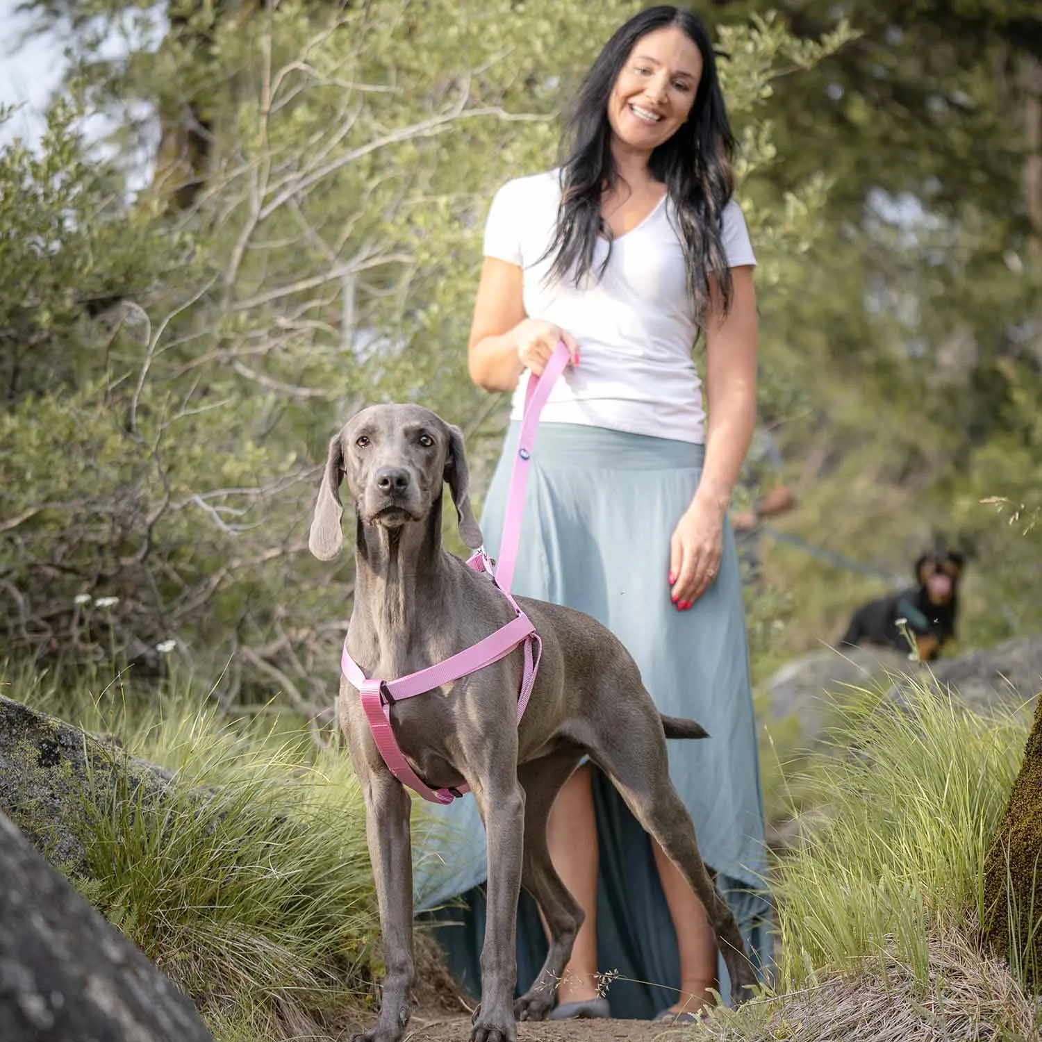 Classic Solid Color Adjustable Dog Harness, Pink/Red