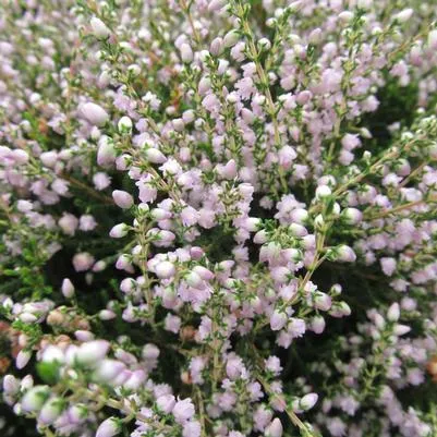 County Wicklow Heather